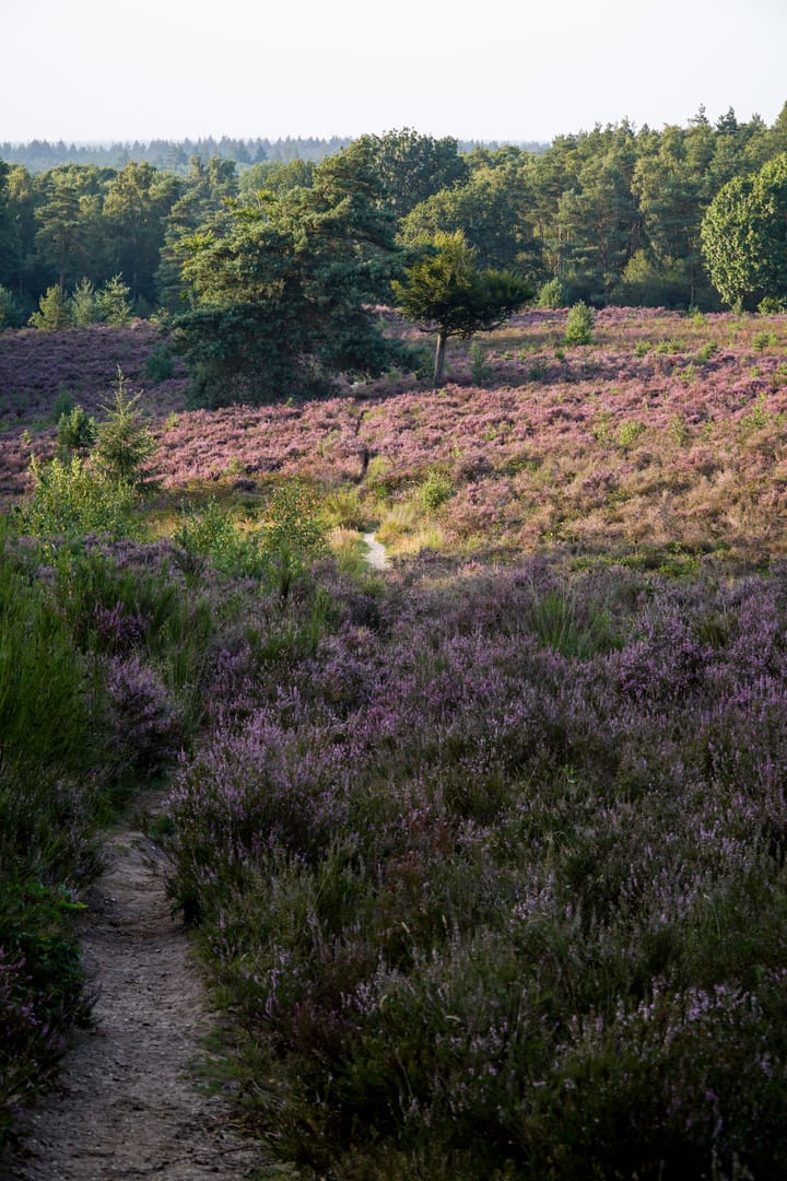 Foto 37 van Wijenburg 6