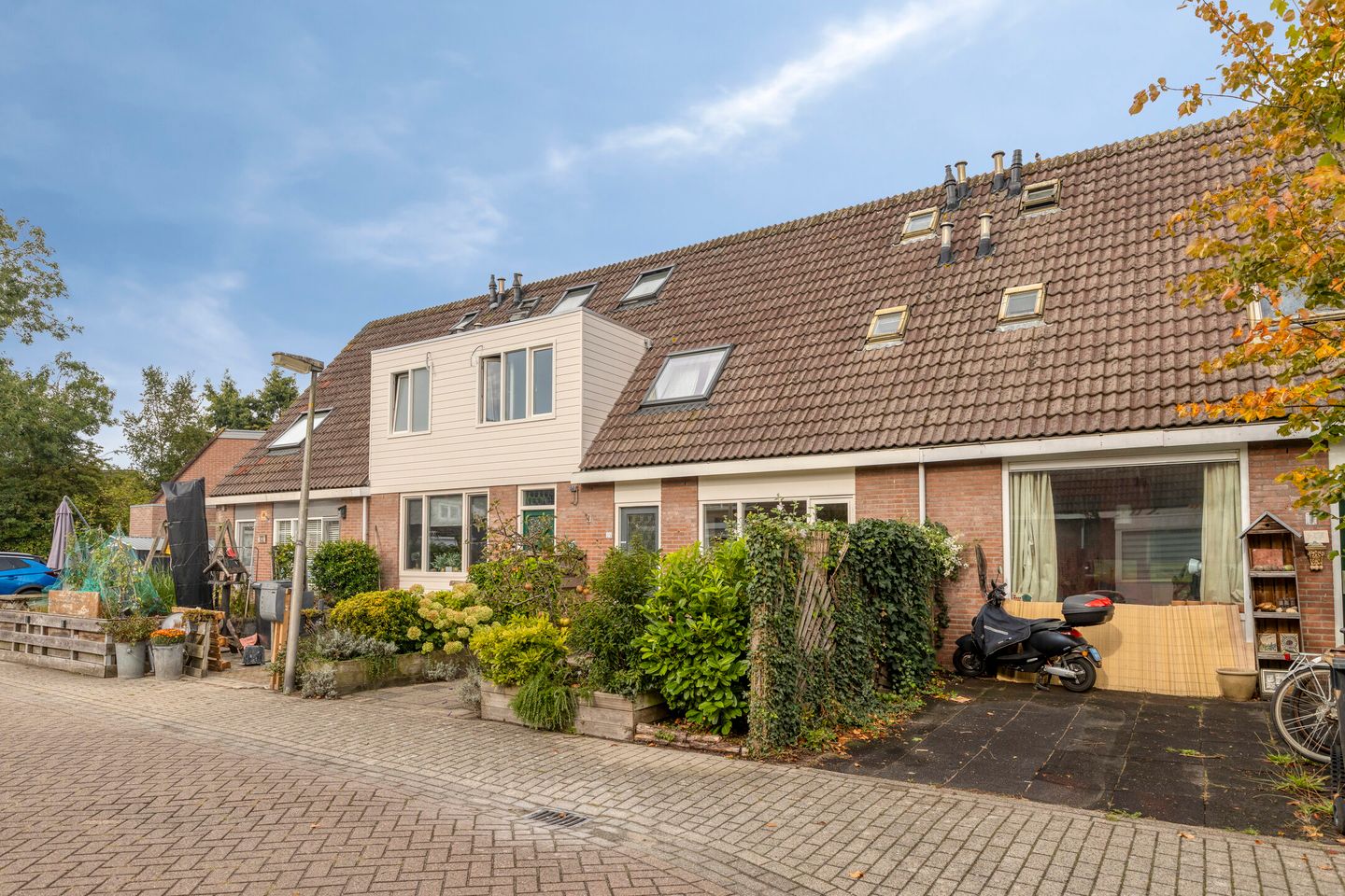 Foto 5 van Penningkruid 25