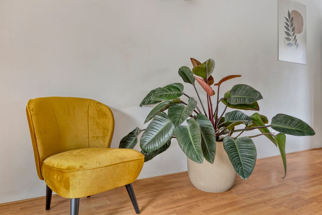 Foto 8 van Penningkruid 25