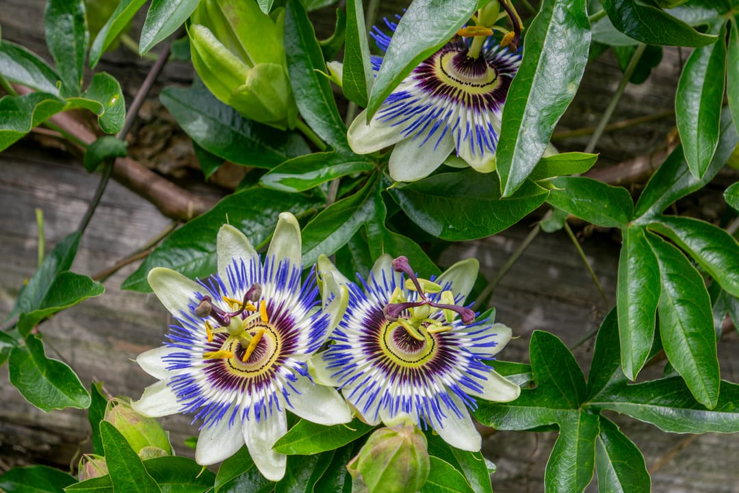 Foto 26 van Timmermanlaan 20