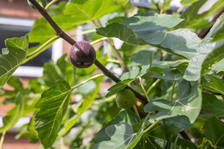 Foto 28 van Orteliuslaan 3