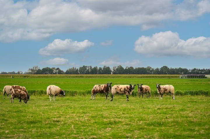 Foto 2 van Dorp 94-B