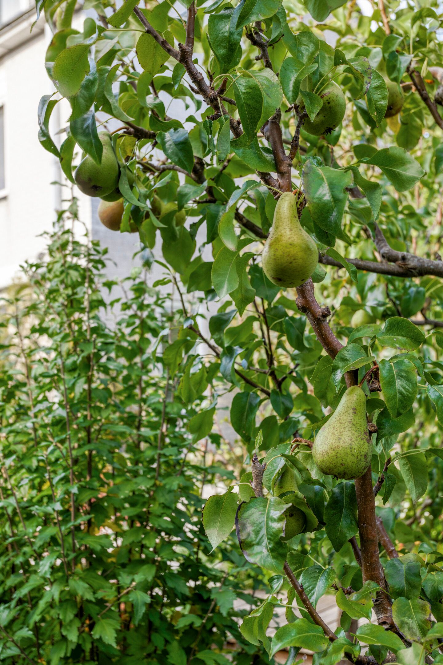 Foto 60 van Heintje Davidspad 17