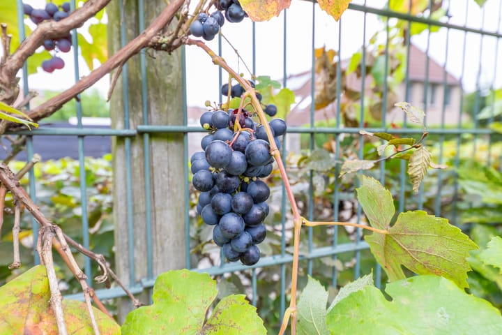 Photo 29 of Kornhorst 18