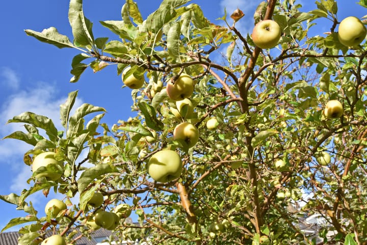 Foto 20 van Jan Verkoljestraat 1