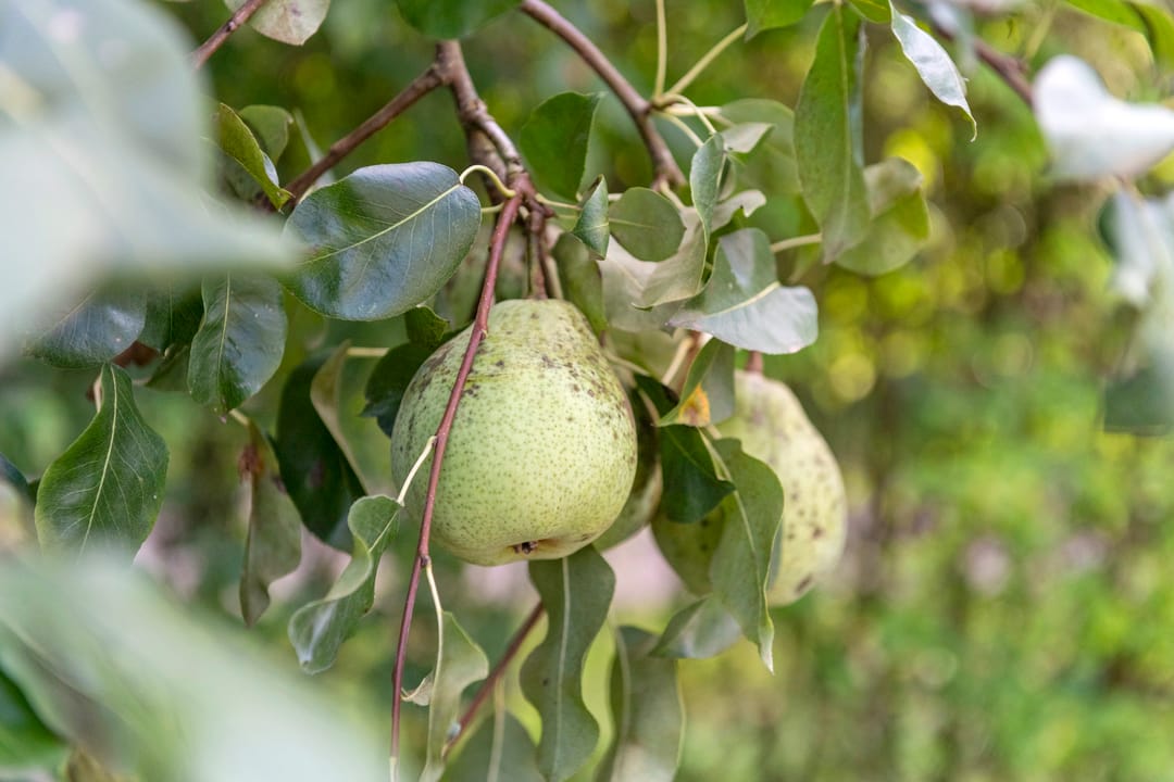 Foto 53 van Ringmuur 10