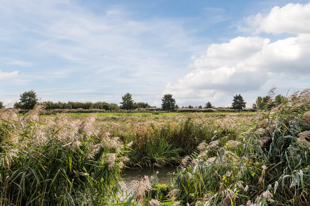 Foto 53 van Dotterbloem 14