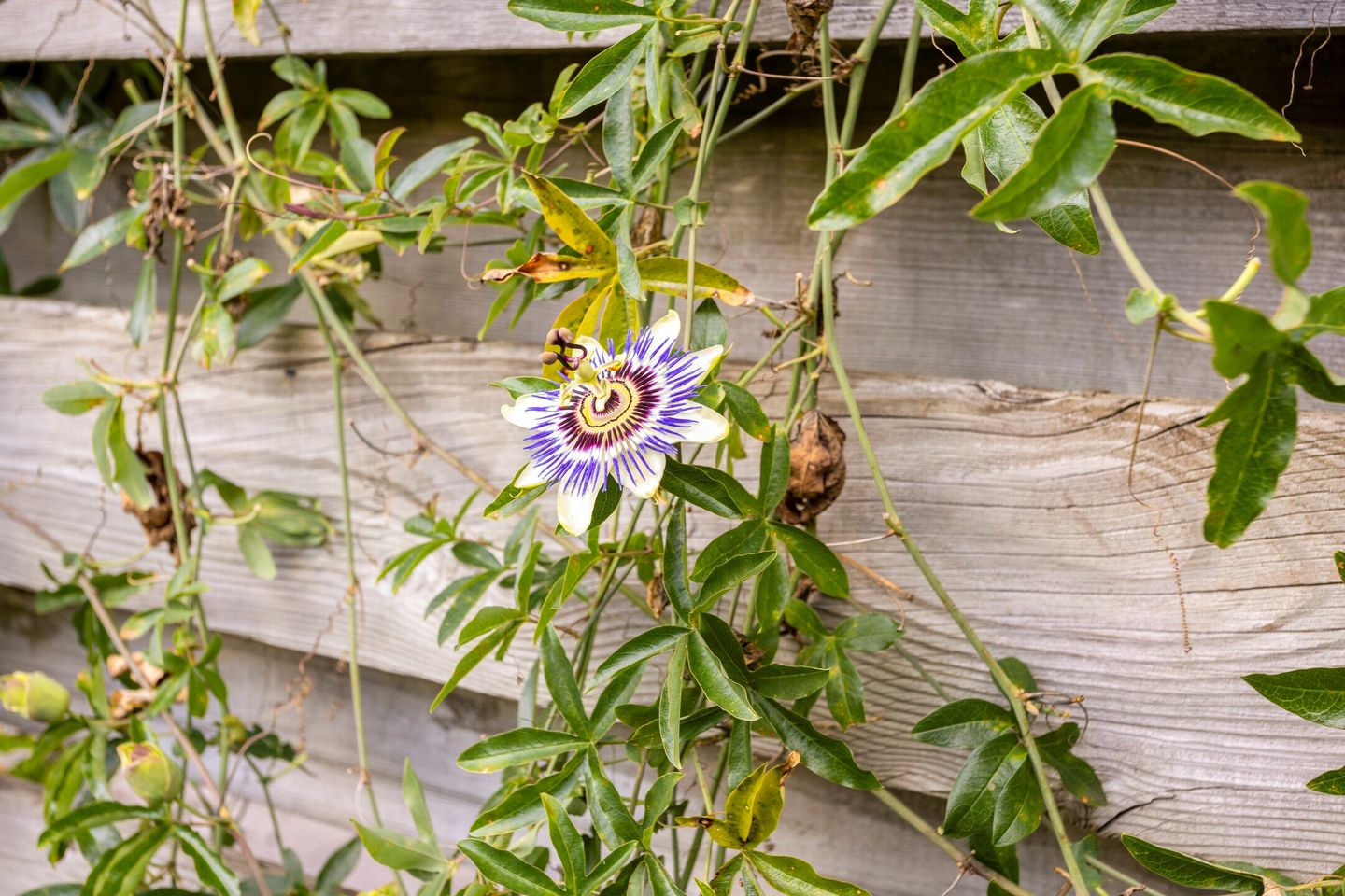 Foto 34 van Pauwoog 19