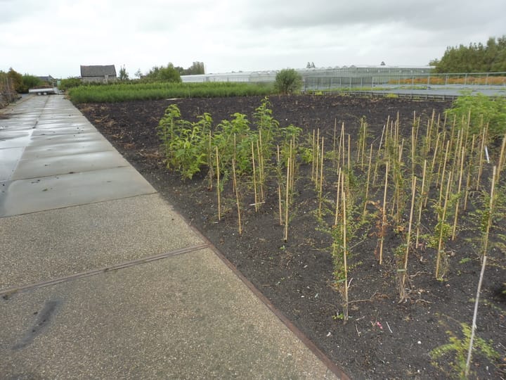 Foto 67 van Halve Raak 35