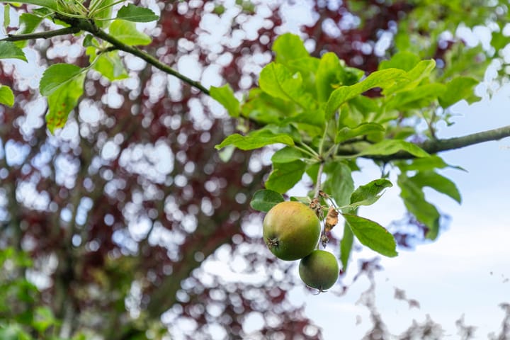 Foto 42 van Vlinderplein 20