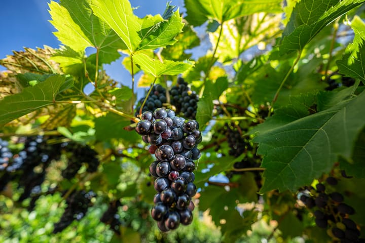 Foto 49 van Wingerdhoek 15