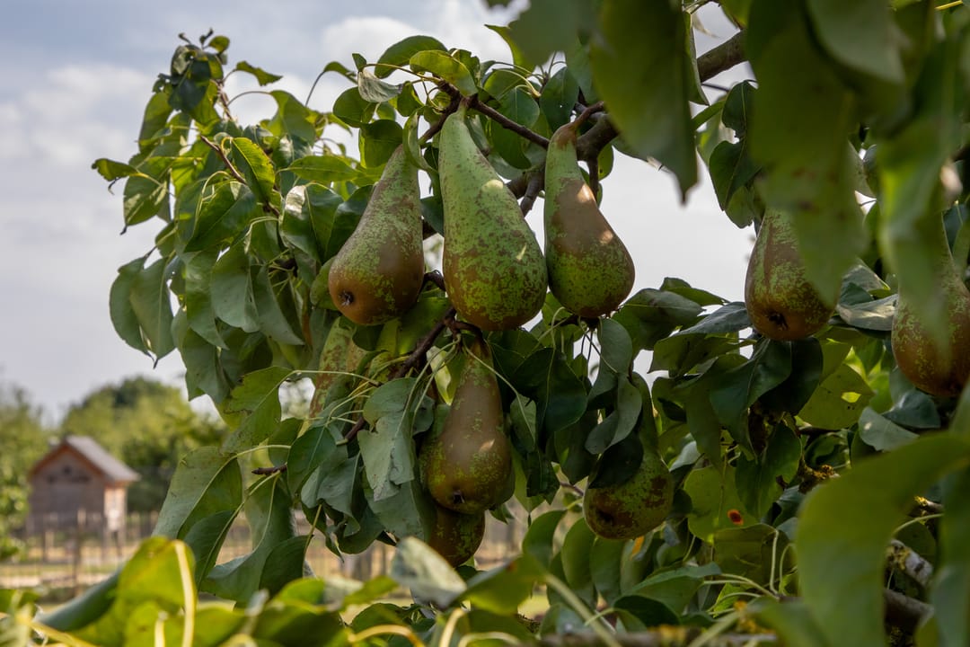 Foto 17 van Dijkwelseweg 19