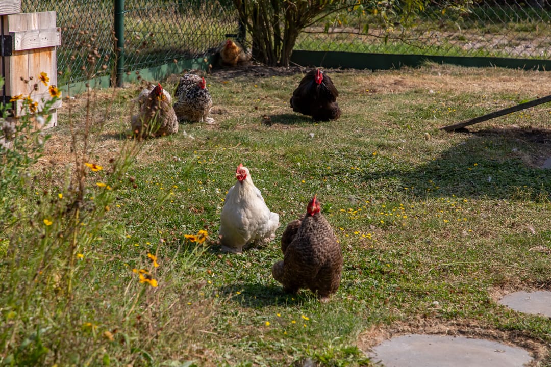 Foto 23 van Dijkwelseweg 19