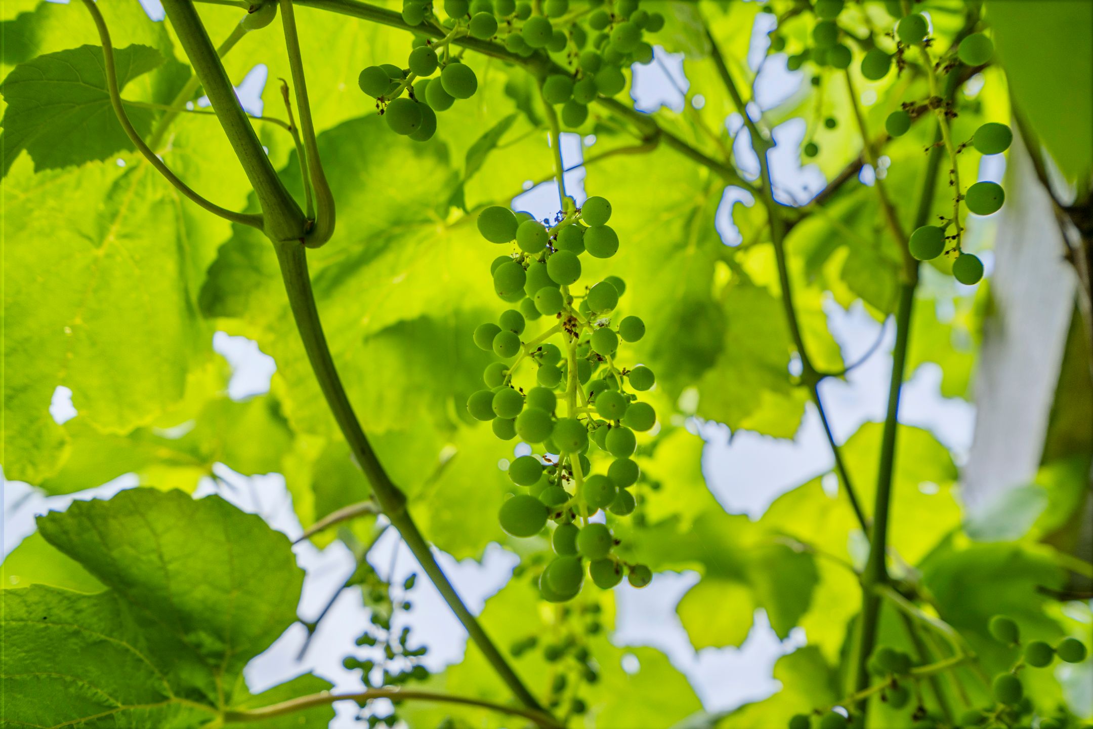 Foto 21 van Commandeursweg 14