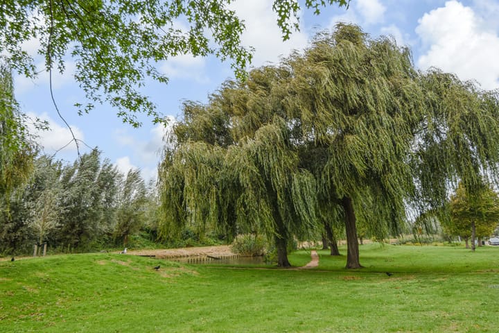 Foto 43 van Rozemarijn 81