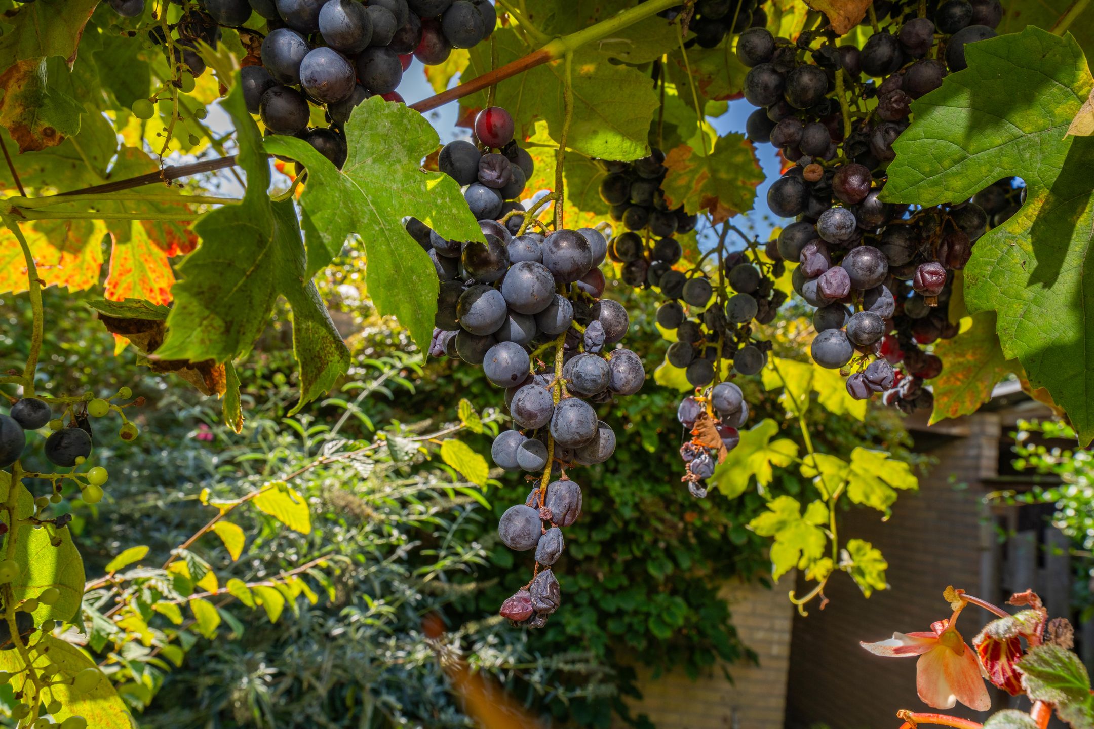 Foto 27 van Wadenoijenlaan 415