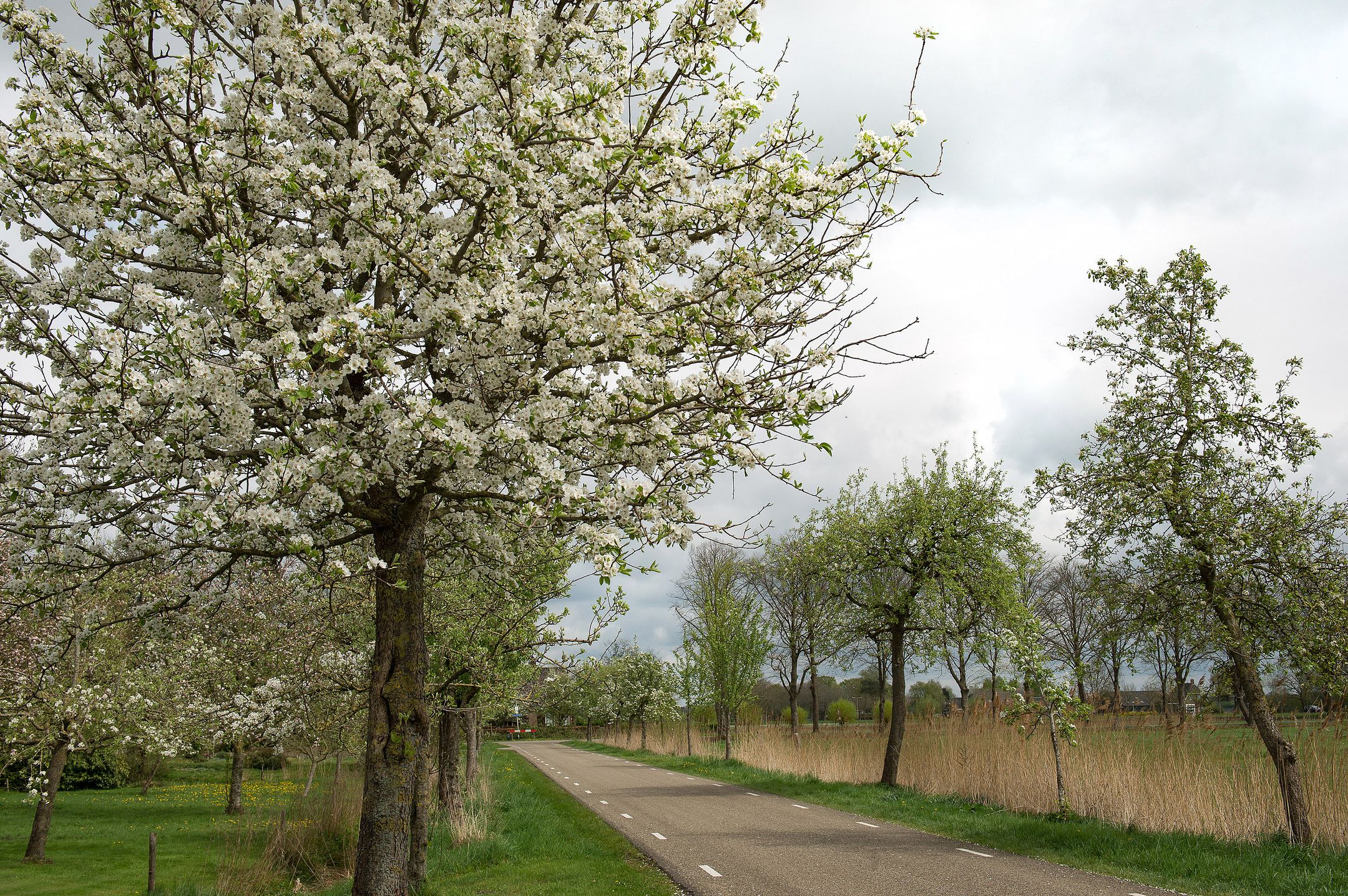 Foto 90 van Dokter Larijweg 161