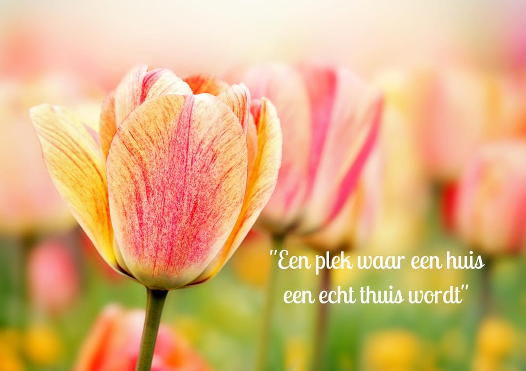 Photo 2 of Antverpia Stede