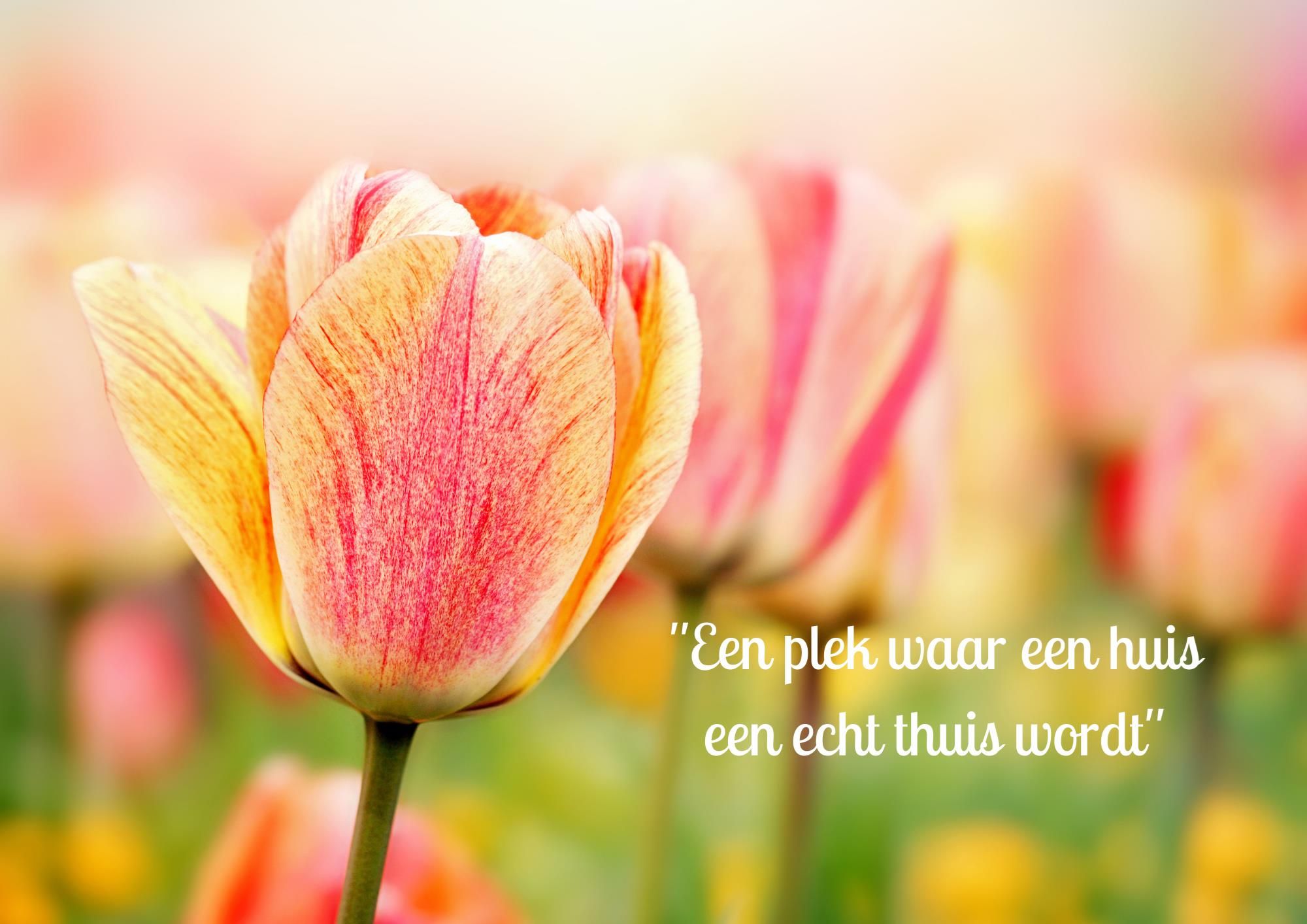 Photo 2 of Antverpia Stede