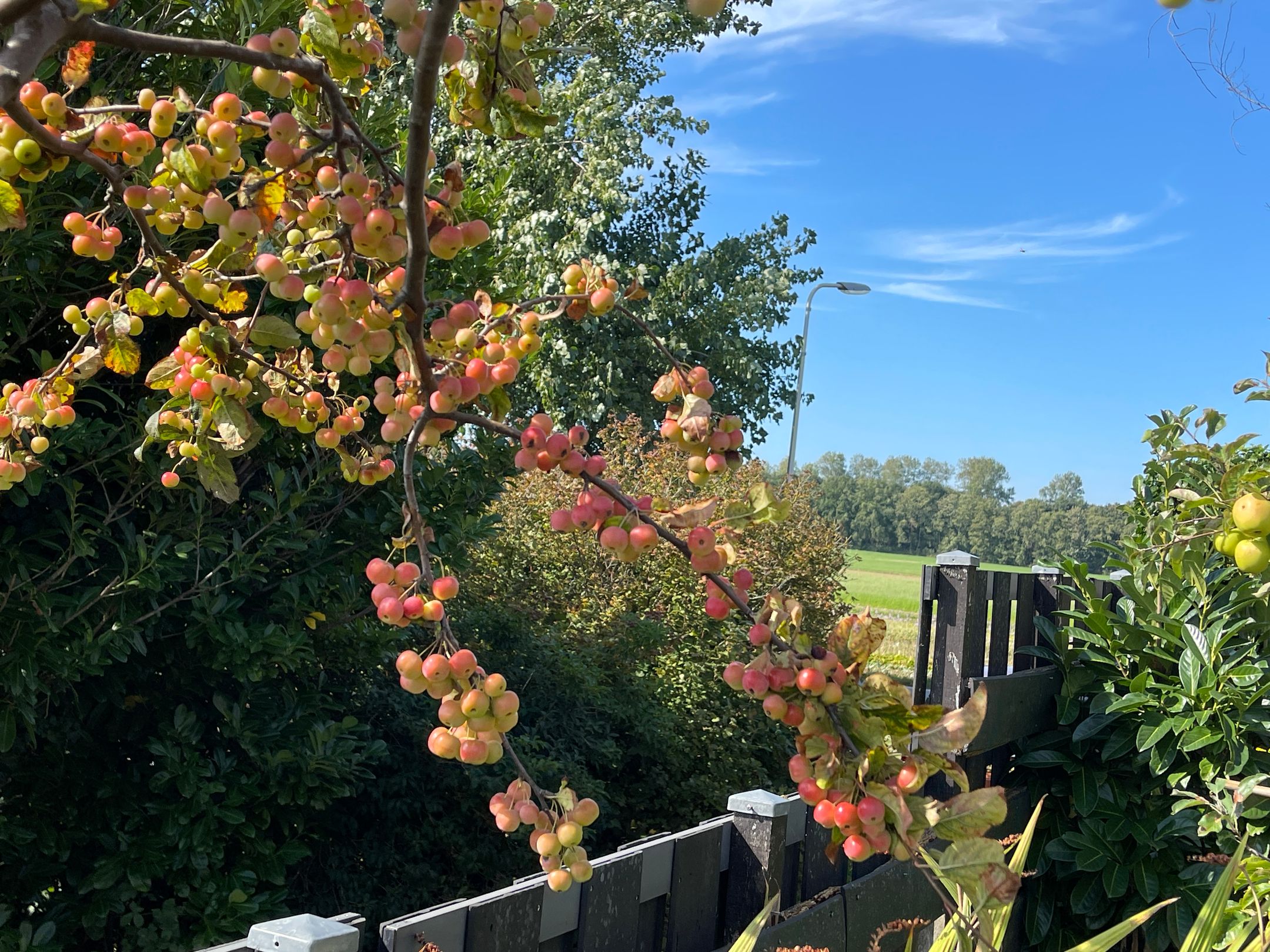 Foto 21 van Zilkerbinnenweg 52