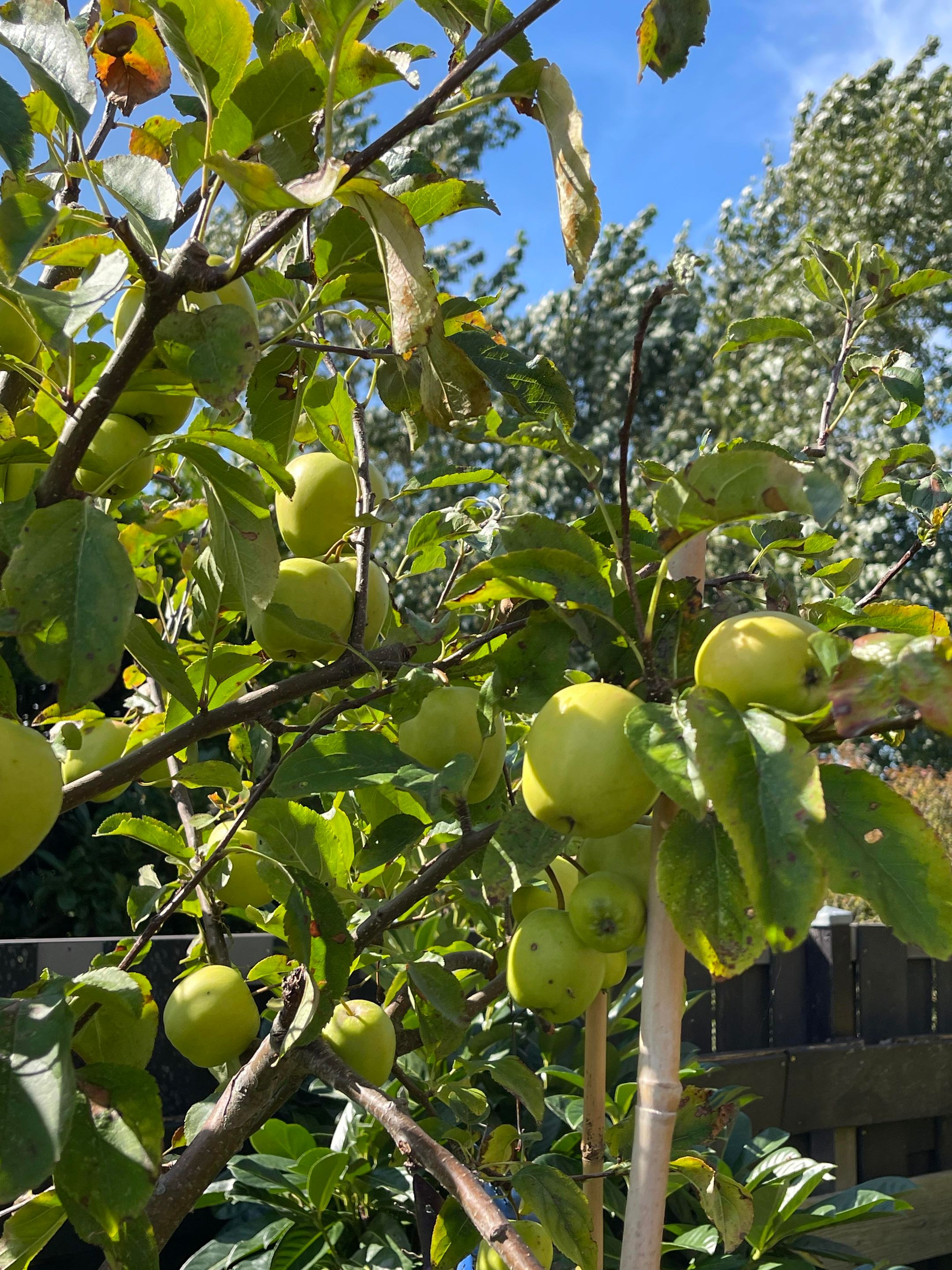 Foto 27 van Zilkerbinnenweg 52