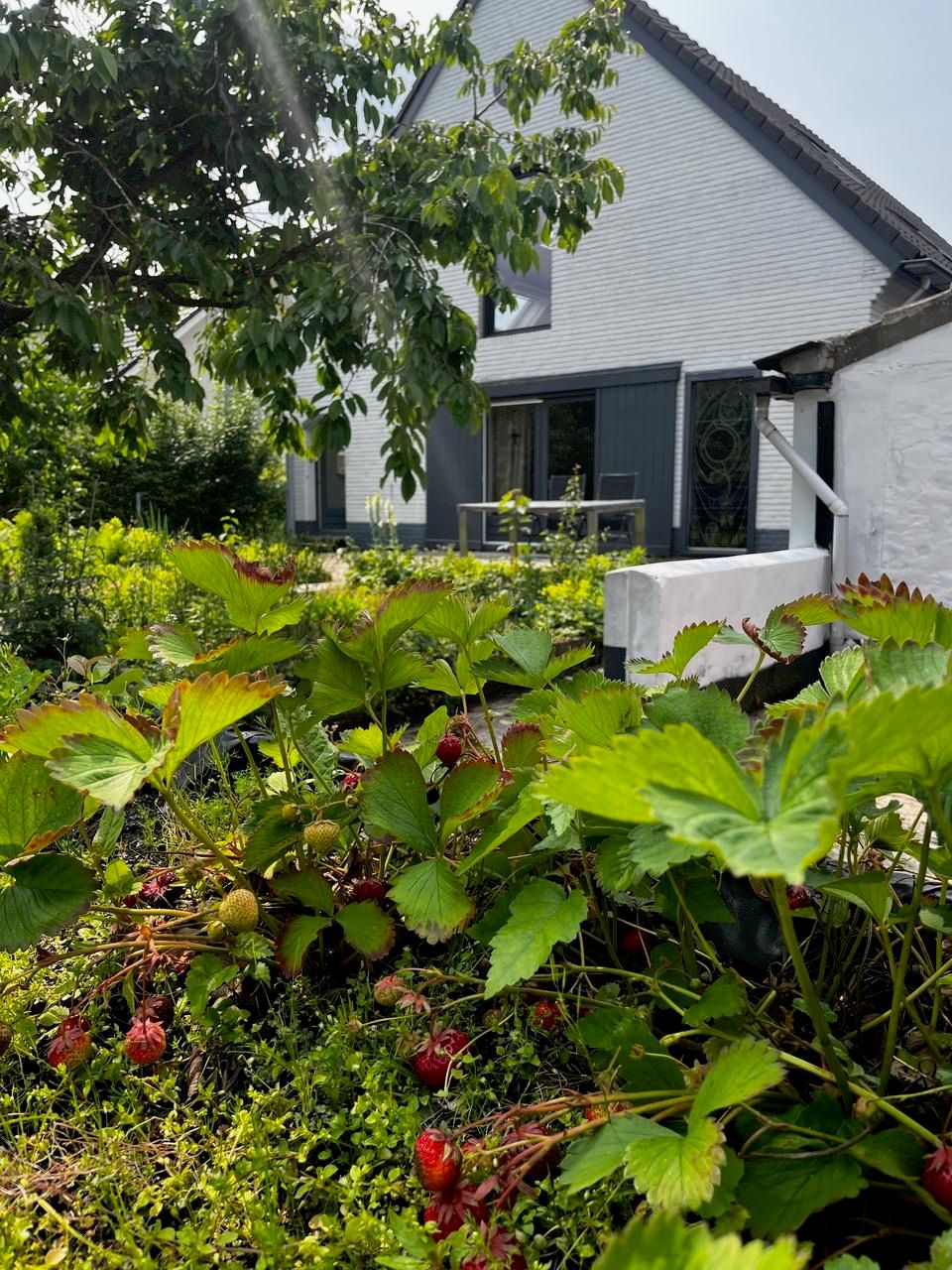 Foto 74 van Woeziksestraat 617