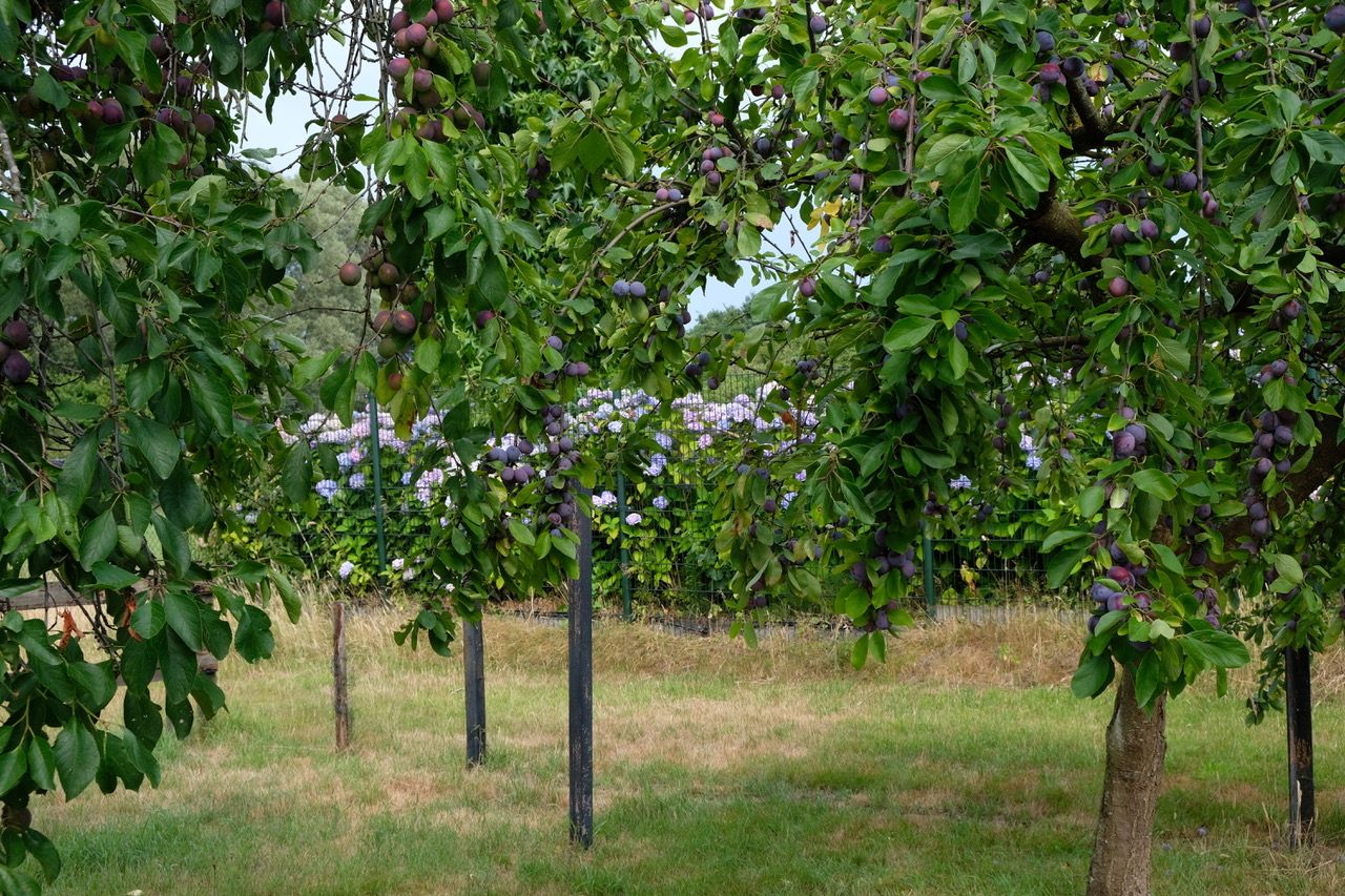 Foto 81 van Woeziksestraat 617