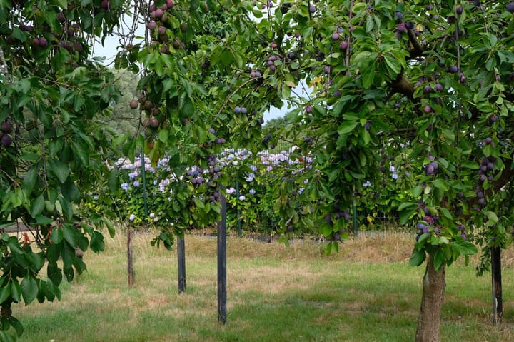 Foto 81 van Woeziksestraat 617