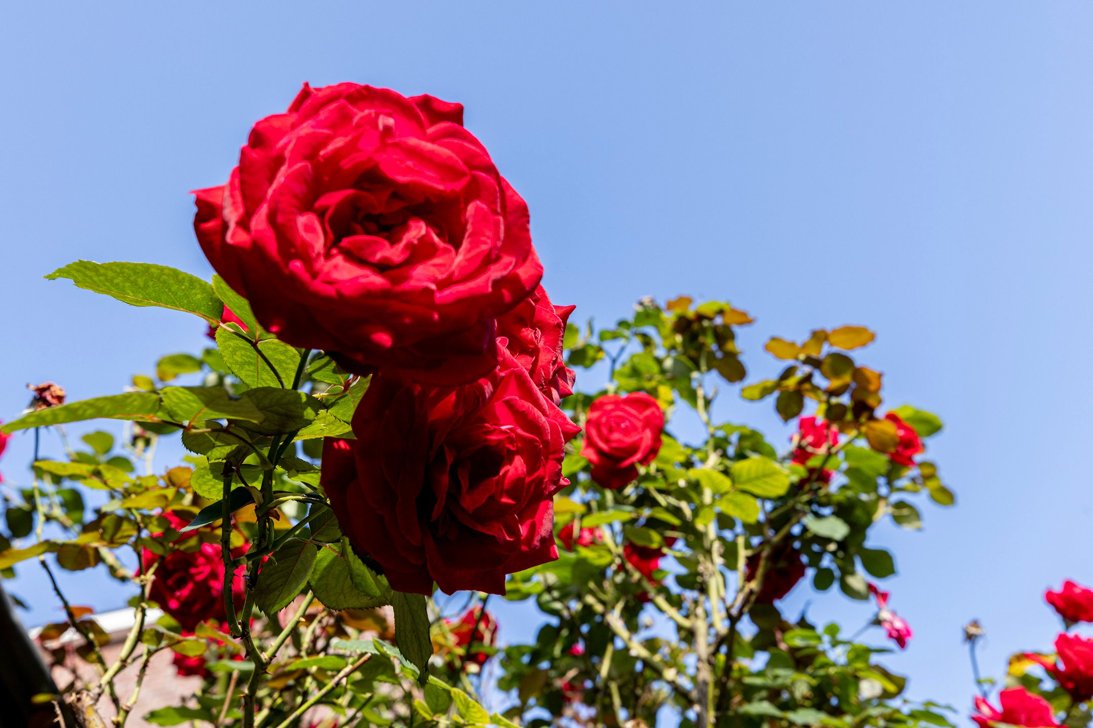 Foto 36 van Fuchsiastraat 26