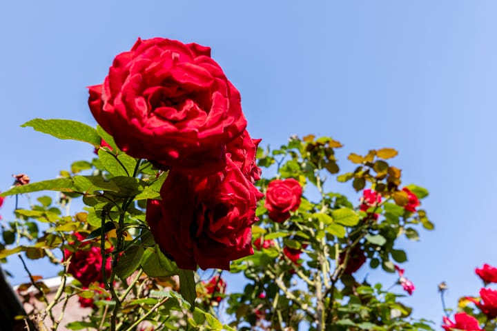 Photo 36 of Fuchsiastraat 26