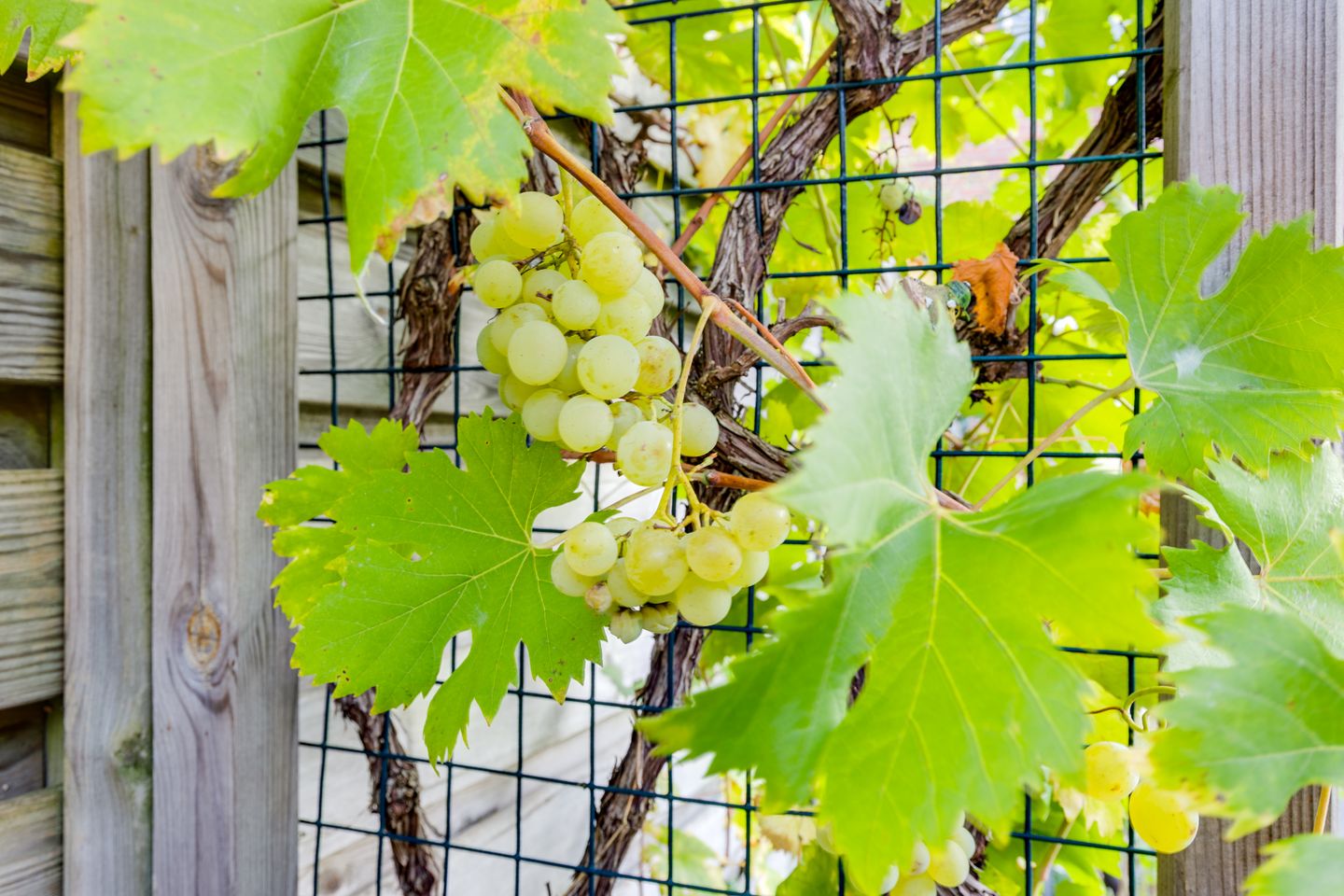 Foto 35 van De Ruijterstraat 5