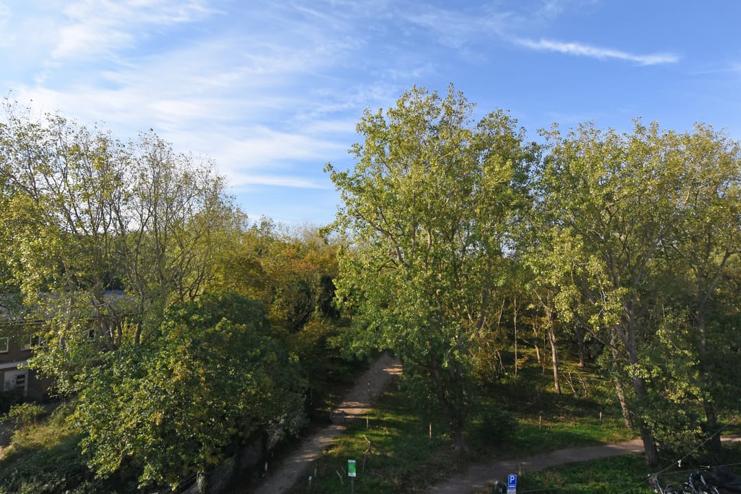 Foto 43 van Tholensestraat 175