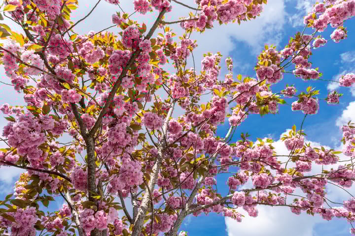 Photo 2 of Othellodreef 45-A