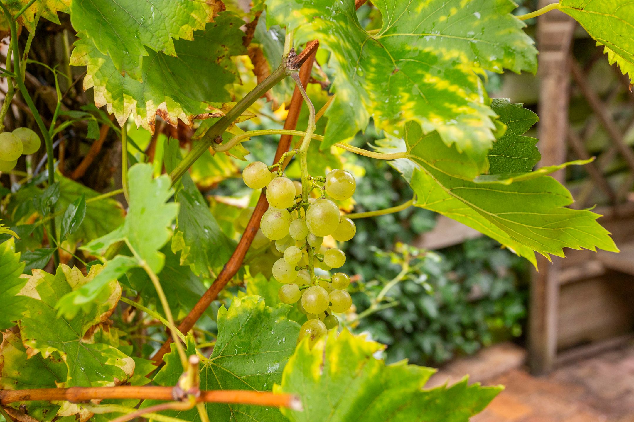 Photo 36 of Buitenweg 196