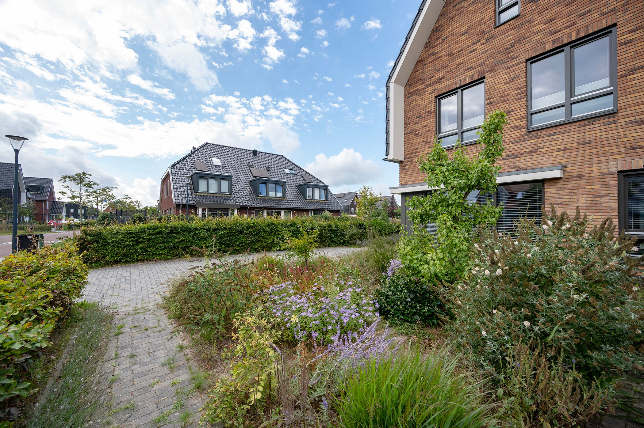 Photo 39 of Walnootlint 5