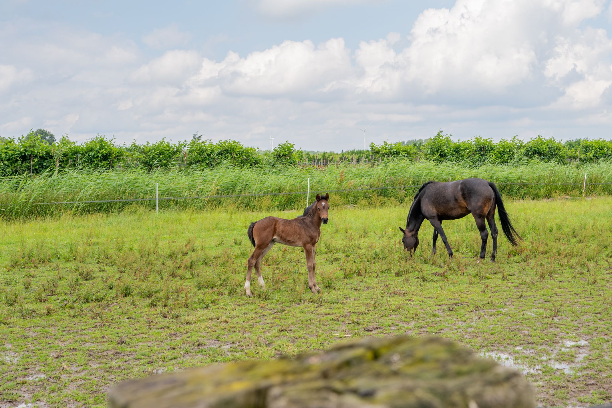 Photo 51 of Lange Uitweg 35