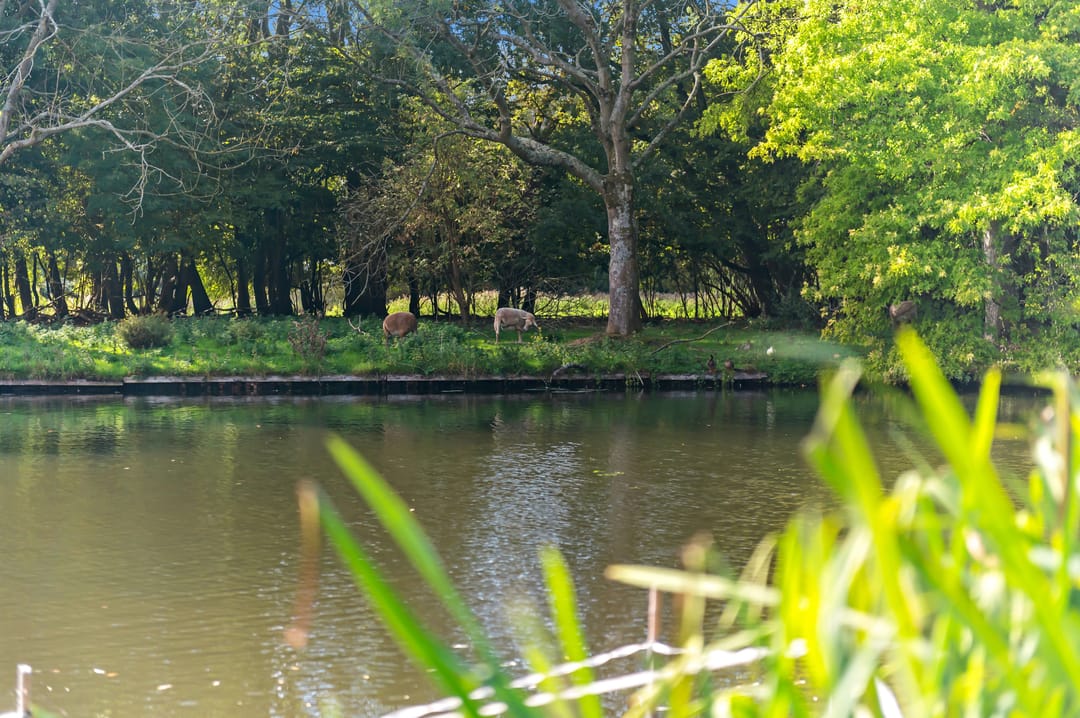 Foto 52 van Karperdaal 147