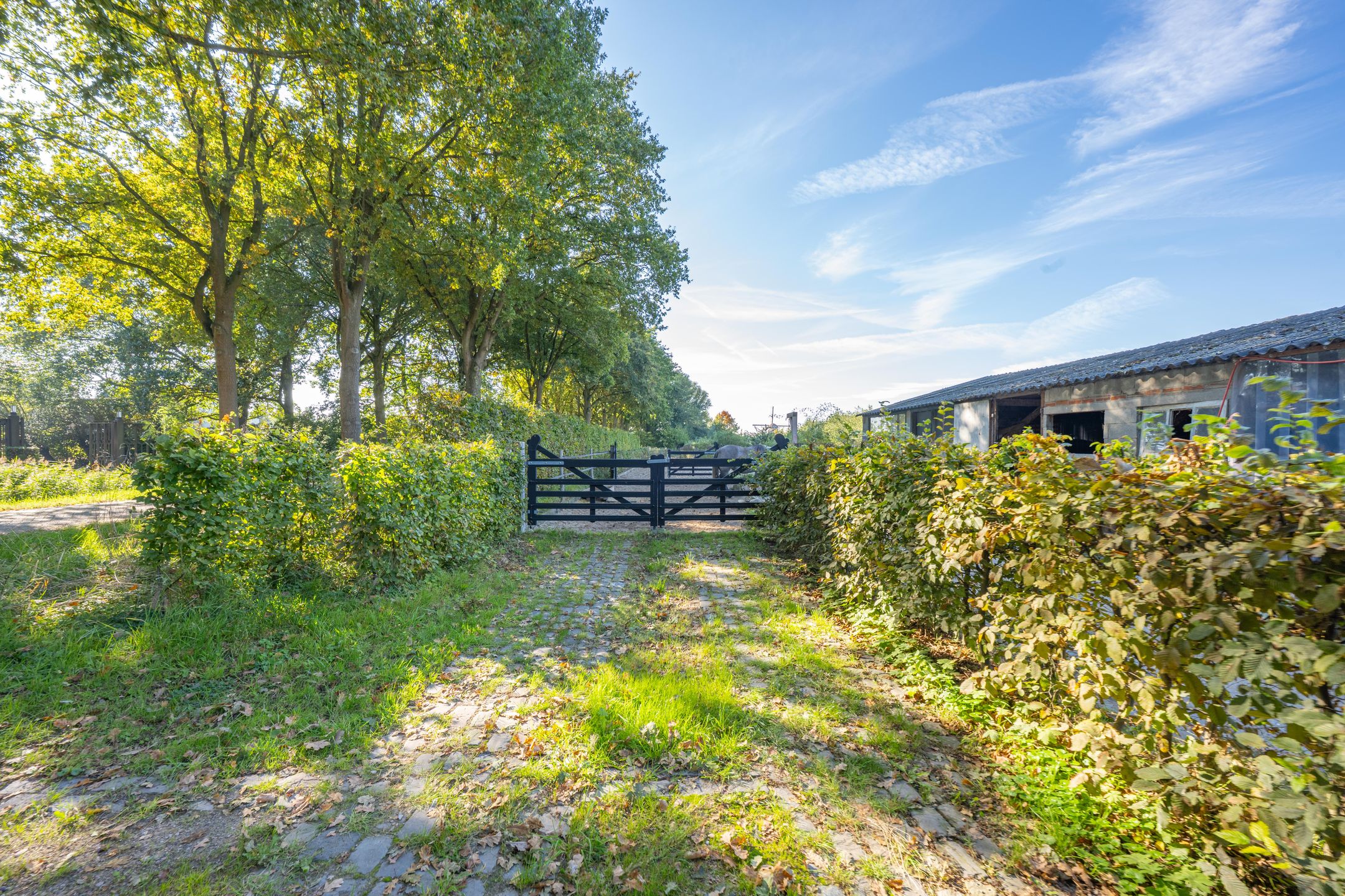 Foto 60 van Haneman 3