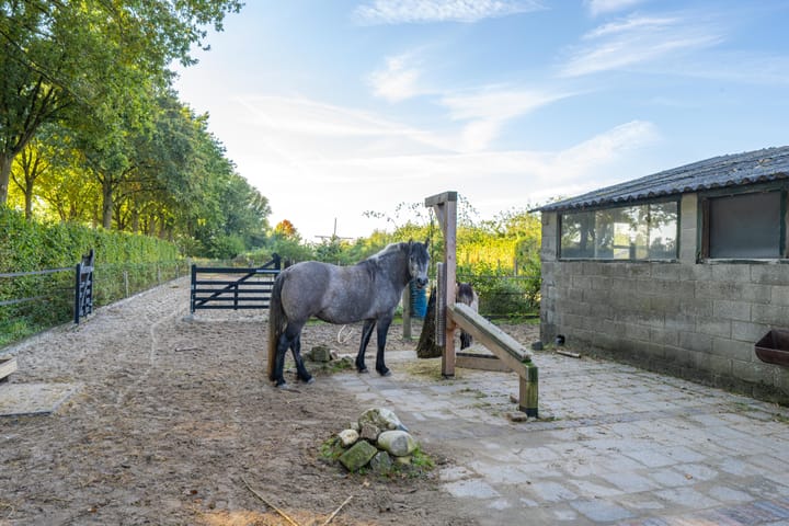 Foto 71 van Haneman 3