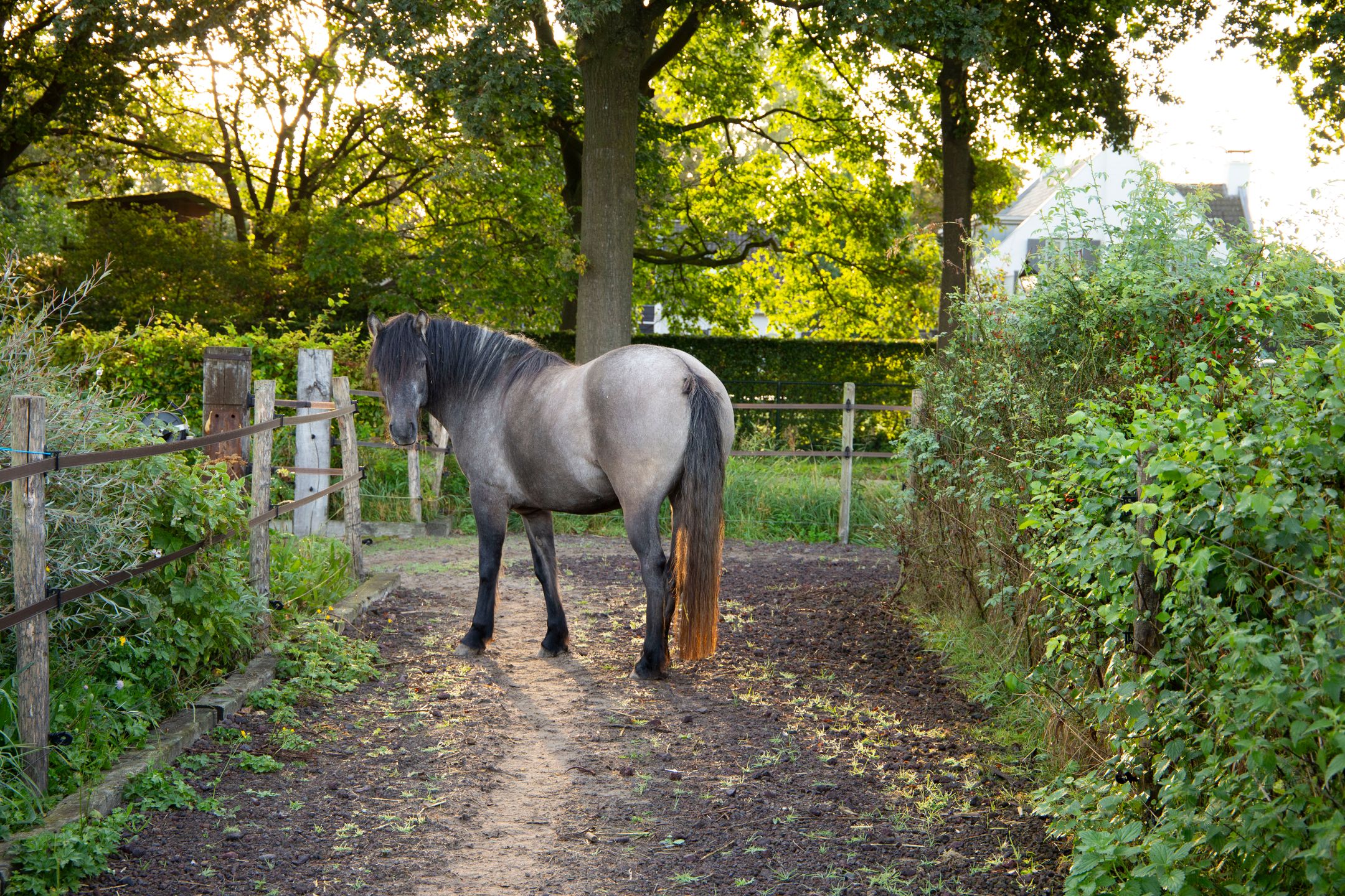 Foto 75 van Haneman 3