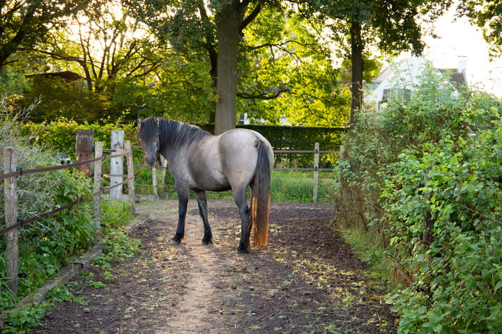 Foto 75 van Haneman 3