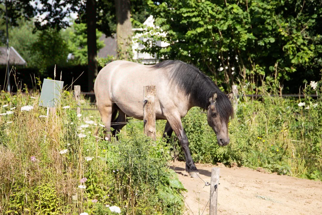 Foto 76 van Haneman 3