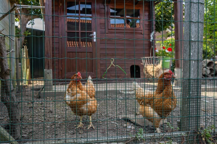 Foto 55 van Schepenstraat 10