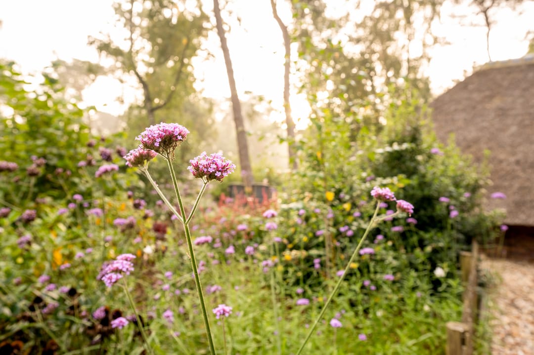 Foto 8 van Hoorneweg 17-B17