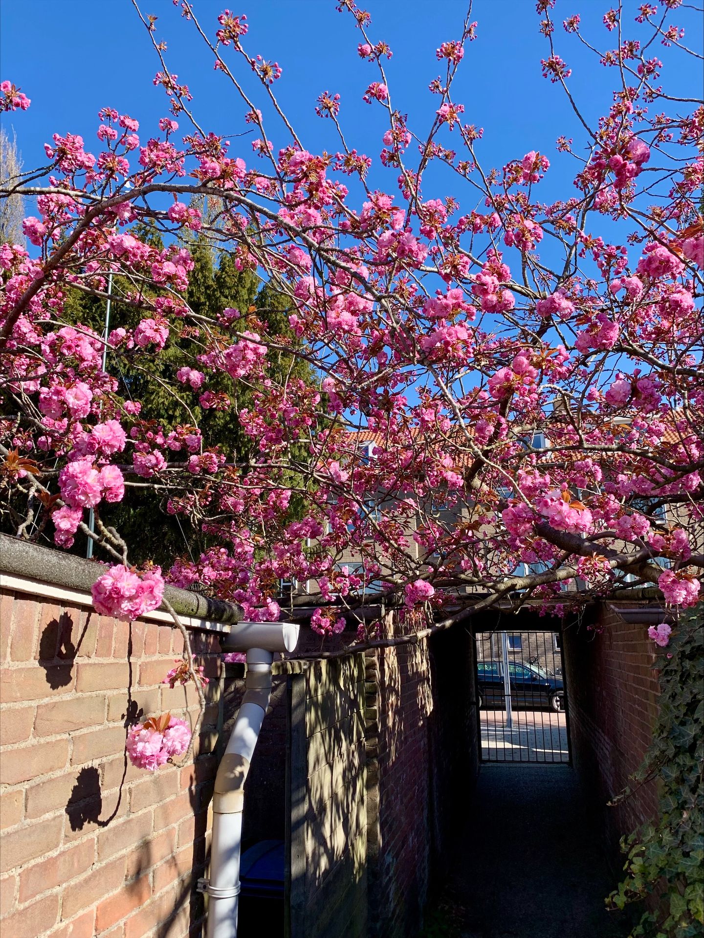 Foto 19 van Ferdinand Bolweg 38