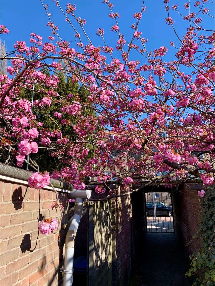 Foto 19 van Ferdinand Bolweg 38