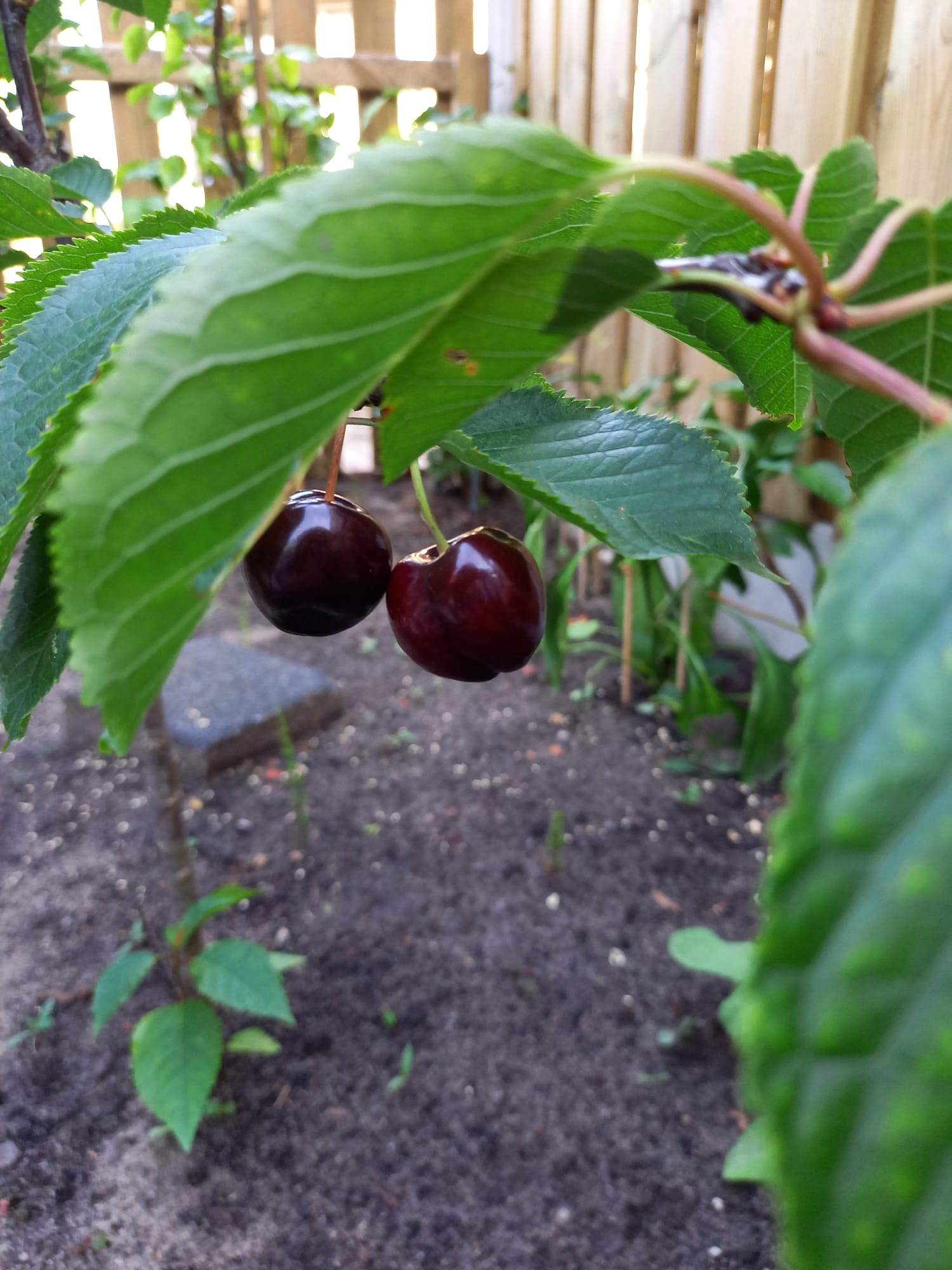 Foto 12 van Andreas Schelfhoutrade 69