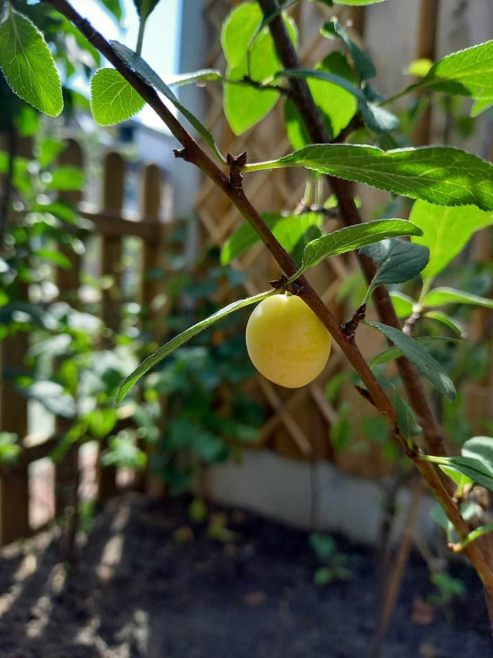 Foto 14 van Andreas Schelfhoutrade 69