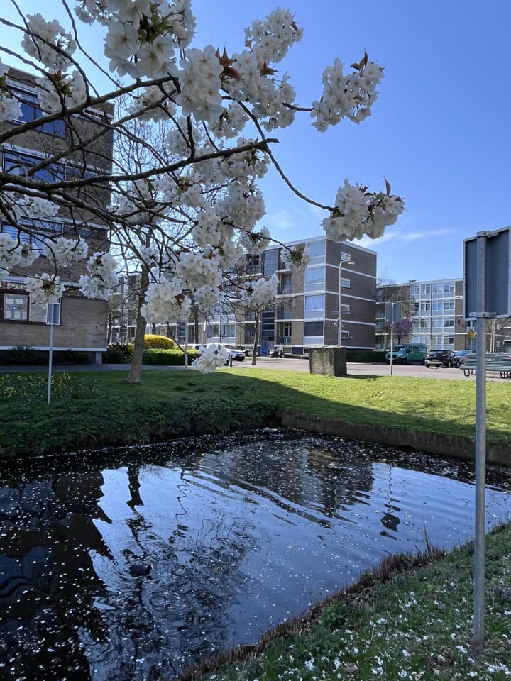 Photo 3 of Zwaardvegersgaarde 51