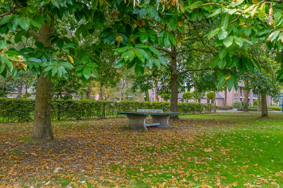 Foto 43 van Boekweit 10